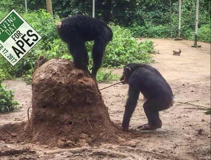 Chimps fish for termites
